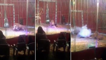 Un léon atacó a un domador en un circo de Francia Un léon atacó a un domador en un circo de Francia