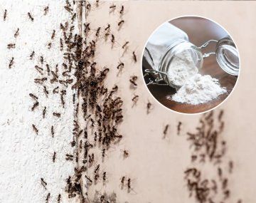 Cómo eliminar a las hormigas con polvo de hornear