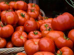El truco casero ideal para que los tomates duren más tiempo sin pudrirse que se volvió viral.
