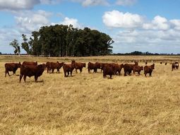 La emergencia agropecuaria cumplirá 11 meses. La emergencia agropecuaria cumplirá 11 meses.
