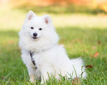 Le vendieron un perro pero resultó ser un lobo