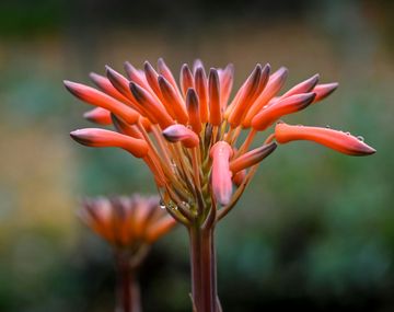La planta que ayuda a la digestión