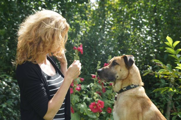 La nueva vida de Rubio, el perro callejero que fue adoptado por una azafata alemana