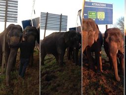 un camion no volco por dos elefantes un camion no volco por dos elefantes