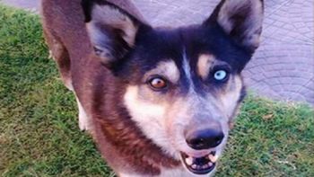 un hombre ira a juicio por matar a un perro callejero un hombre ira a juicio por matar a un perro callejero