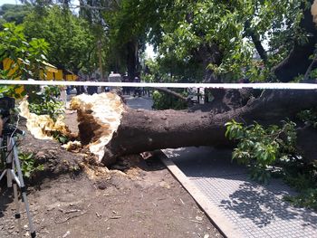 Un ombú cayó en una esquina y mató a una mujer