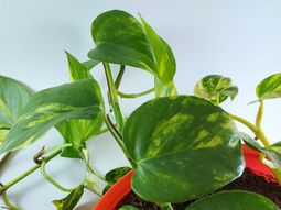 Truco casero: el secreto de colocar aluminio en un potus Truco casero: el secreto de colocar aluminio en un potus