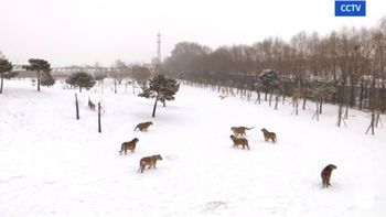 Un grupo de tigres cazó un drone Un grupo de tigres cazó un drone