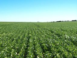 el gobierno preve recaudar $5 mil millones extra por la soja el gobierno preve recaudar $5 mil millones extra por la soja