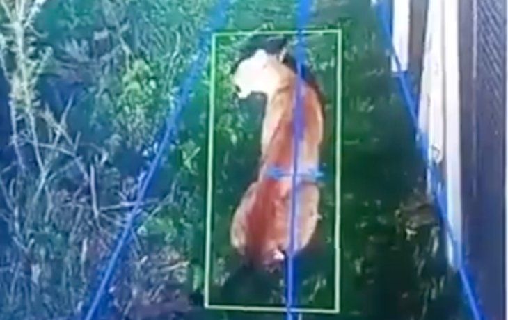 Alerta en un country de Hudson por un puma suelto: montaron un operativo para capturarlo