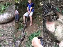 VIDEO: Una pitón de 4 metros se tragó una cabra