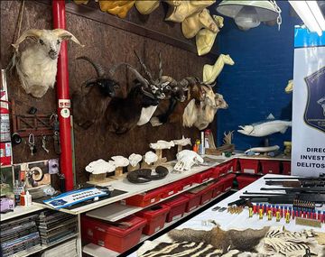 Allanaron un taller clandestino de taxidermia en Berazategui