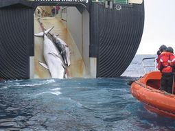 Ballena