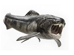 descubren el origen del sexo en un pez prehistorico descubren el origen del sexo en un pez prehistorico