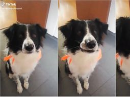 El video de la tierna reacción de este perro se hizo viral