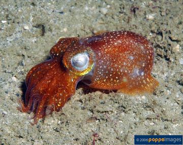 Un calamar consume semen para obtener energía