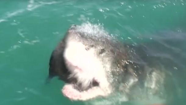 Un tiburón se comió una foca de un solo bocado