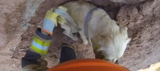 Emotivo rescate de un perro que había quedado atrapado en un precipicio
