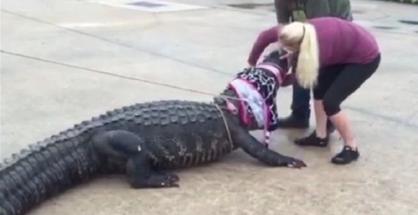 Video: Una mujer domó a un cocodrilo gigante