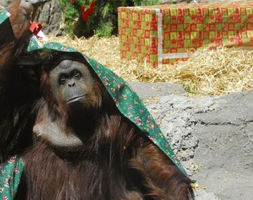 Los derechos de los animales: ¿debe la vaca vivir sólo para dar leche?