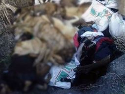 Querían adoptar perros y los hallaron muertos