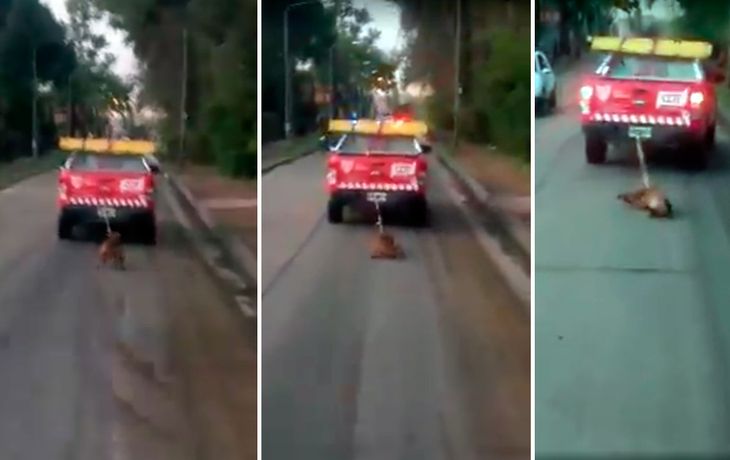 Empleados municipales arrastran a perro por la ruta