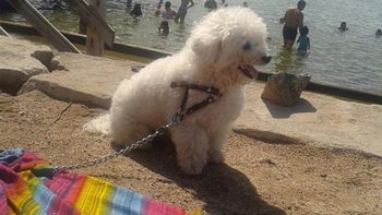 video: una perra intenta escapar de su ladron video: una perra intenta escapar de su ladron