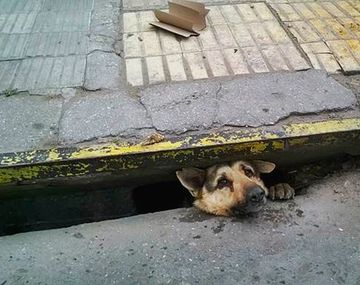 VIDEO: El emotivo rescate de un perro atrapado en una alcantarilla