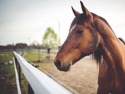 Queda un solo departamento en el Uruguay sin contagios de la enfermadad equina. Queda un solo departamento en el Uruguay sin contagios de la enfermadad equina.