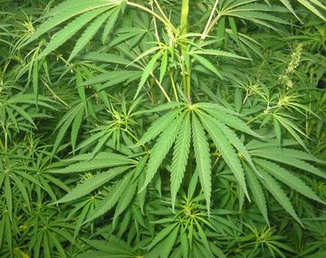 En Uruguay recomiendan inhalar o comer marihuana