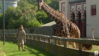 en radio 10, el director del zoologico porteno descarto su cierre en radio 10, el director del zoologico porteno descarto su cierre