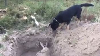 emotivo: un perro entierra a su amigo asesinado emotivo: un perro entierra a su amigo asesinado