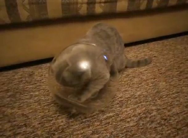 No se rinde: mirá las maniobras que hace un gato para entrar a un frasco