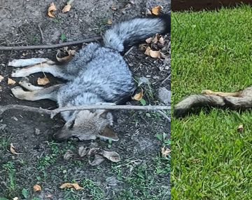 Aparecen zorros muertos y agonizando en un country de Brandsen