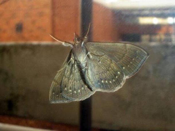 Las polillas de Buenos Aires invadieron las redes sociales