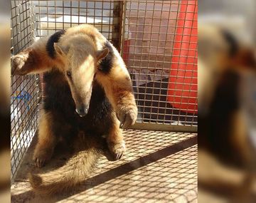 Rescataron un oso hormiguero en peligro de extinción