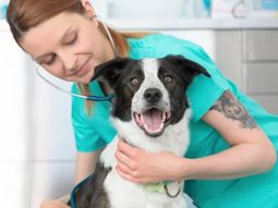 mascotas, con cobertura de salud: una importante prepaga presenta su prepaga para perrhijos mascotas, con cobertura de salud: una importante prepaga presenta su prepaga para perrhijos