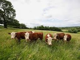 Siendo una de las industrias más contaminantes, la ganadería busca alternativas. Siendo una de las industrias más contaminantes, la ganadería busca alternativas.