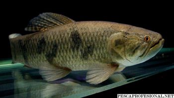 tras los ataques de palometas, tarariras mordieron a banistas tras los ataques de palometas, tarariras mordieron a banistas