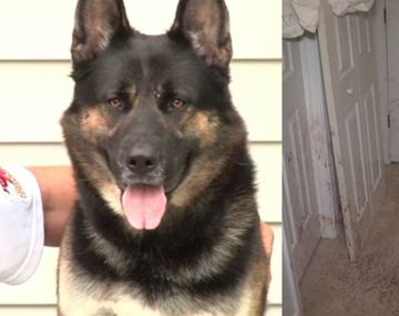 El perro defendió la casa mientras su familia estaba afuera