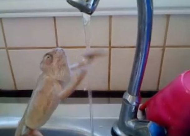 Un pequeño camaleón que ama lavarse las manos