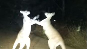 video: pelea de canguros en plena ruta video: pelea de canguros en plena ruta