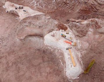 Hallaron restos de un dinosaurio que vivió hace 95 millones de años