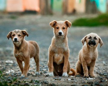 Los perros pueden detectar a las malas personas: cómo lo descubrieron 