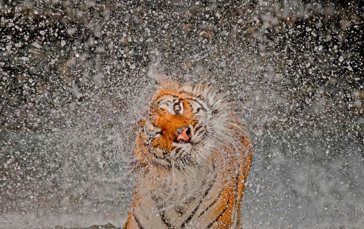 Las mejores fotografías de 2012 según National Geographic