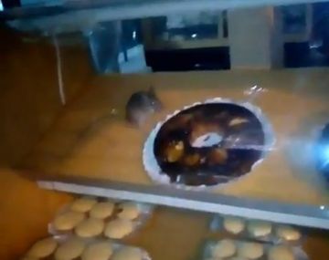 Encontró una rata en el mostrador de una panadería