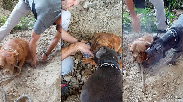 Rescatan a un perro que había sido enterrado hasta el cuello en un parque