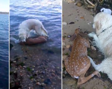 Un perro salva a un ciervo que se estaba ahogando