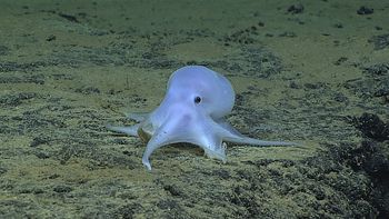 encontraron una nueva especie de pulpo: casper, un fantasma amistoso encontraron una nueva especie de pulpo: casper, un fantasma amistoso
