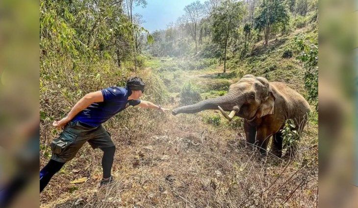 Un elefante saludó al veterinario que lo curó hace 12 años
